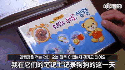韩国开了一家狗狗幼儿园，帮上班族的狗狗家长解决后顾之忧