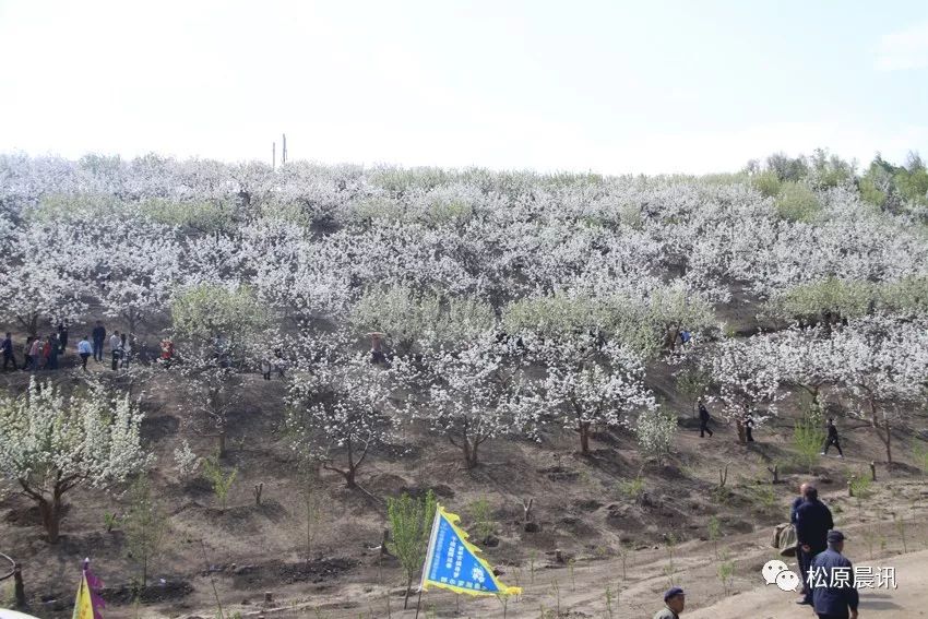 花开盛世 古镇迎春 2019哈拉毛都梨花节今日开幕