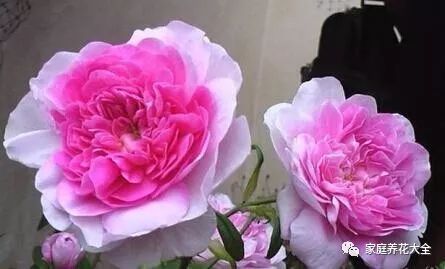 玫瑰花怎么养才不会枯 ea67edfc90f54e95b30bad2af5a1ee7b.jpeg