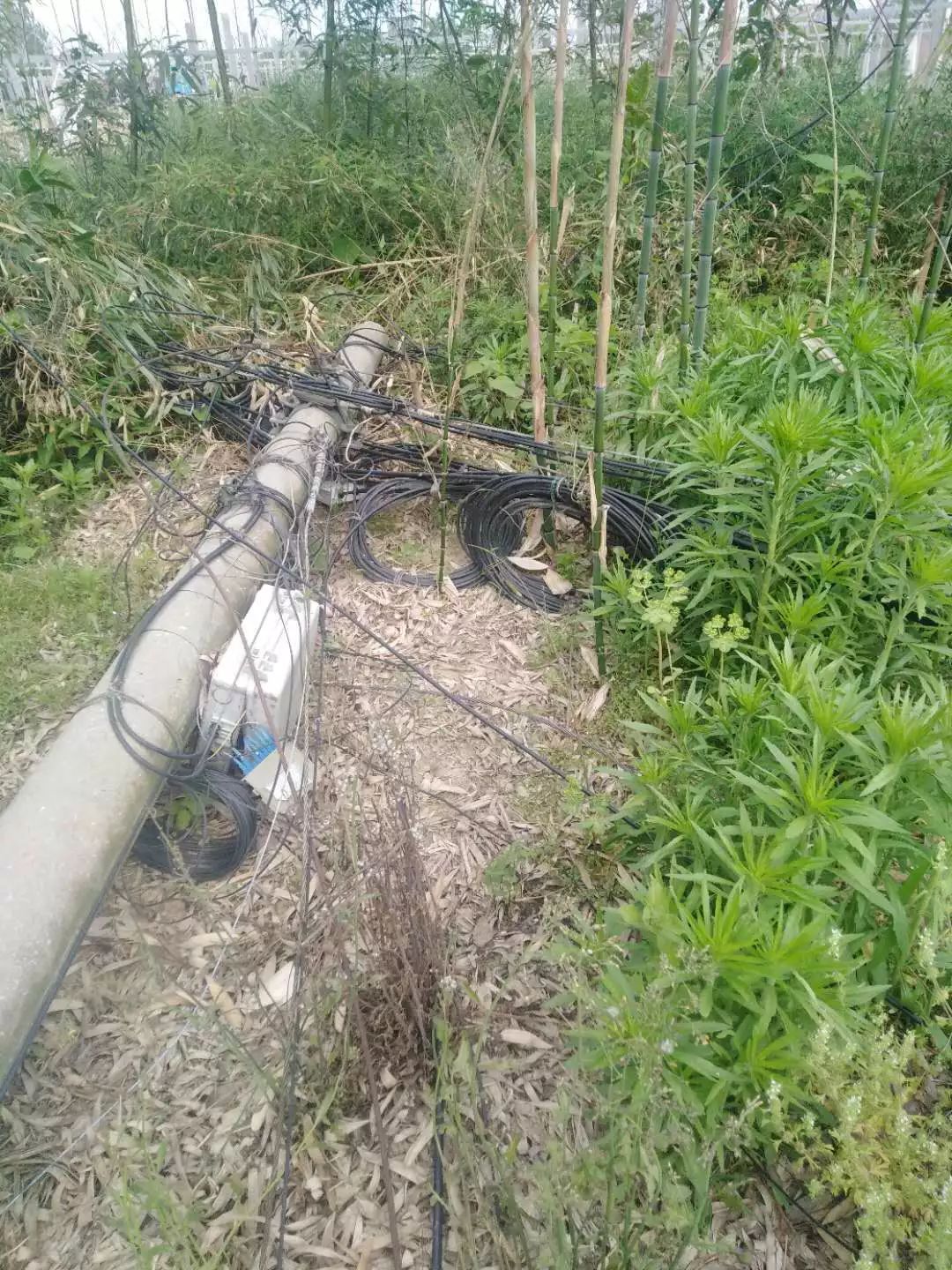 电线断了电线杆倒了小洋闸村民急需帮助