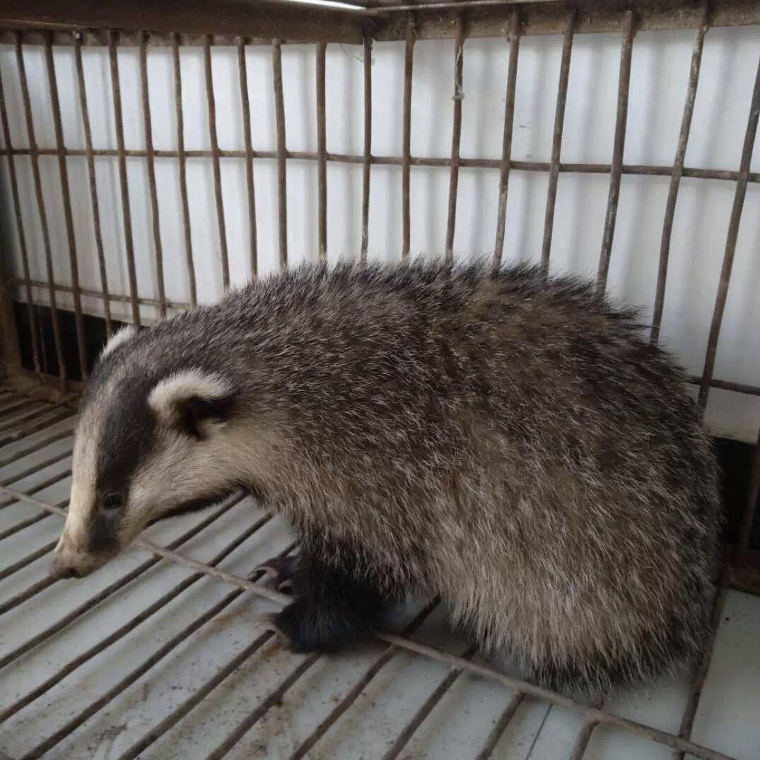 祁连居民和公安联手救助 野生猪獾放归大自然