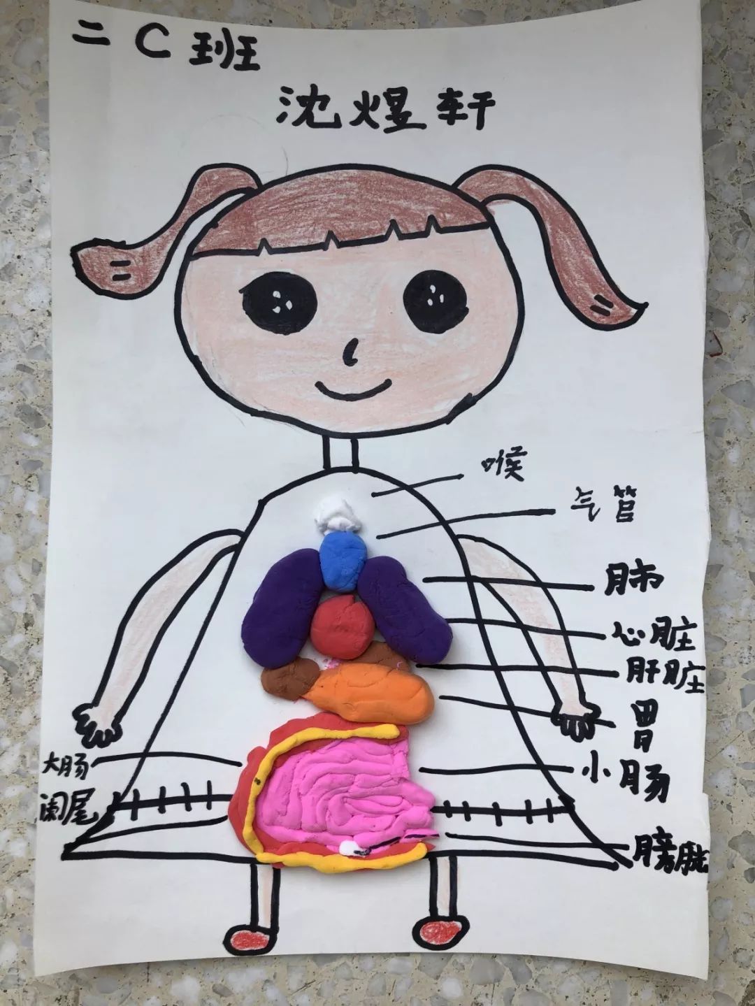 绿谷外国语实验小学科技节活动之一—二年级《制作身体模型》_科学