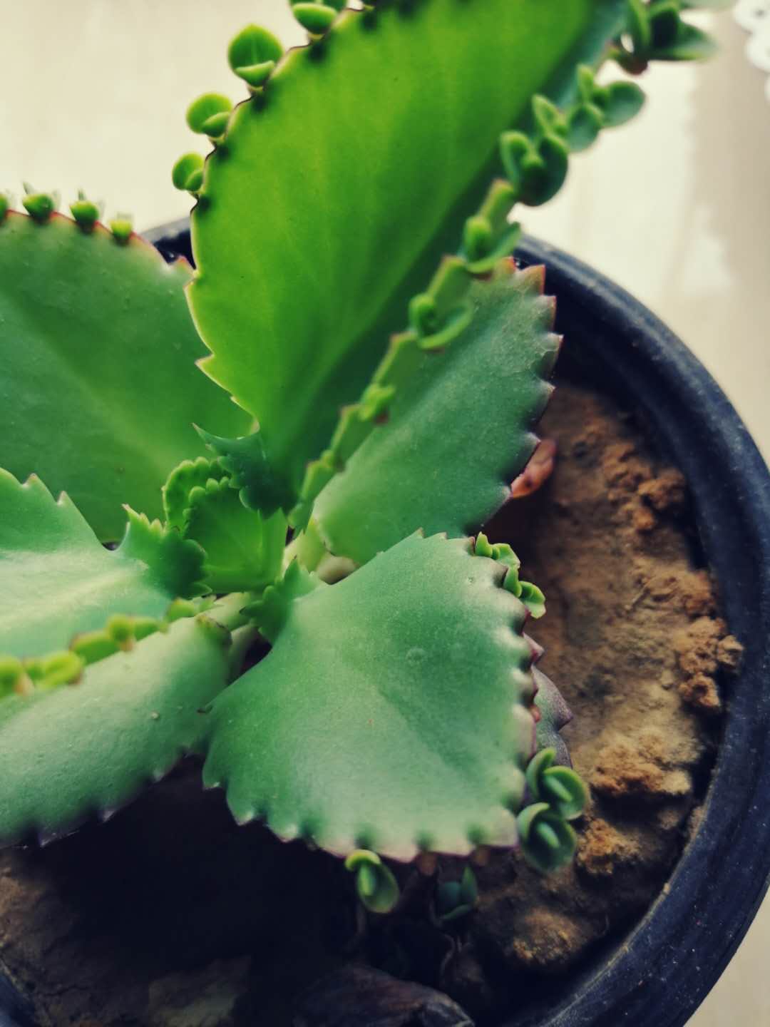 不死鸟多肉原图 f512de28deb6438d9d18483ecf779213.jpeg