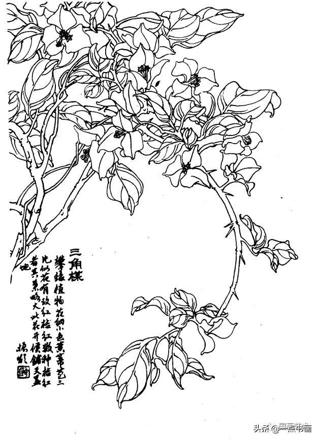 三角梅瓜叶菊仙客来白兰花虎刺海棠凤凰花羊蹄甲小叶杜鹃报春花海棠