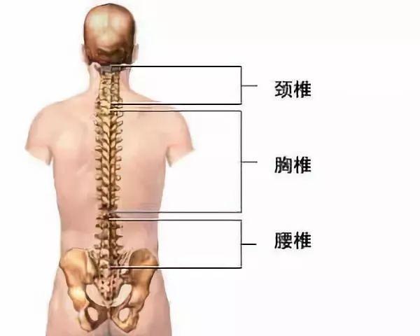 肩颈疼？到底是哪里的问题？