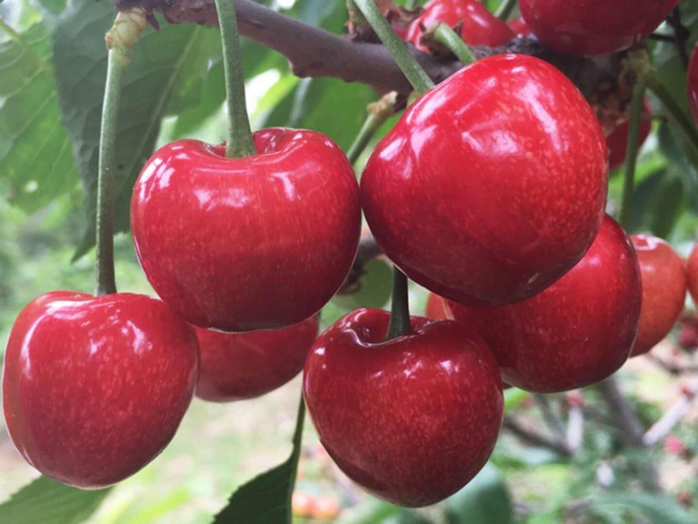 桃溪镇:又是一年樱桃"红"