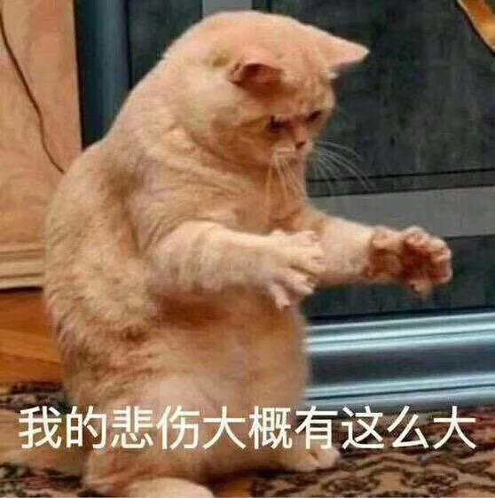 可爱猫咪的表情包|我的悲伤大概有这么大