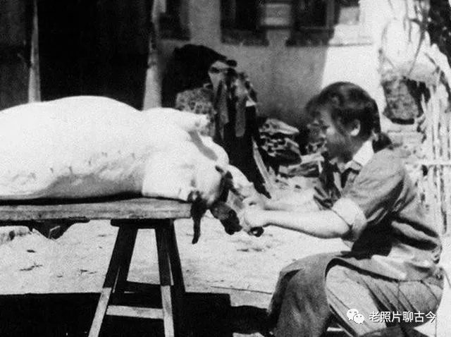 50年代的中国老照片:小学生捡稻灭螟虫,穿旗袍的美女杀猪利落!