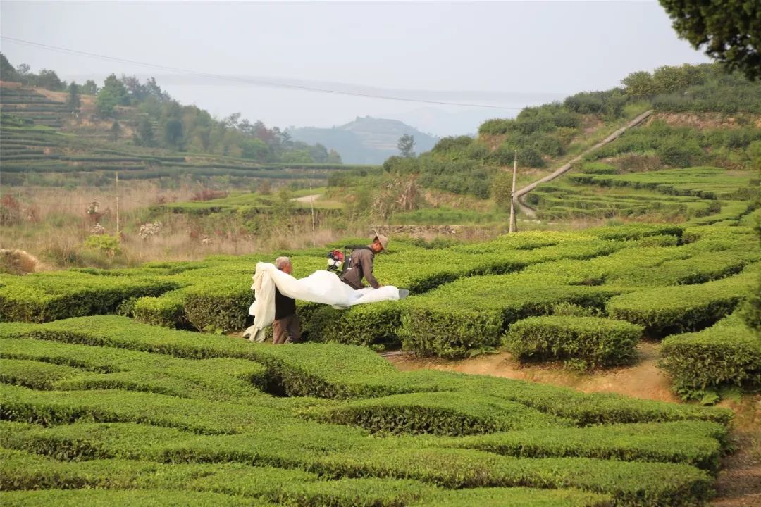 茗边聚焦泰顺三杯香系列报道之二泰顺三杯香香天下