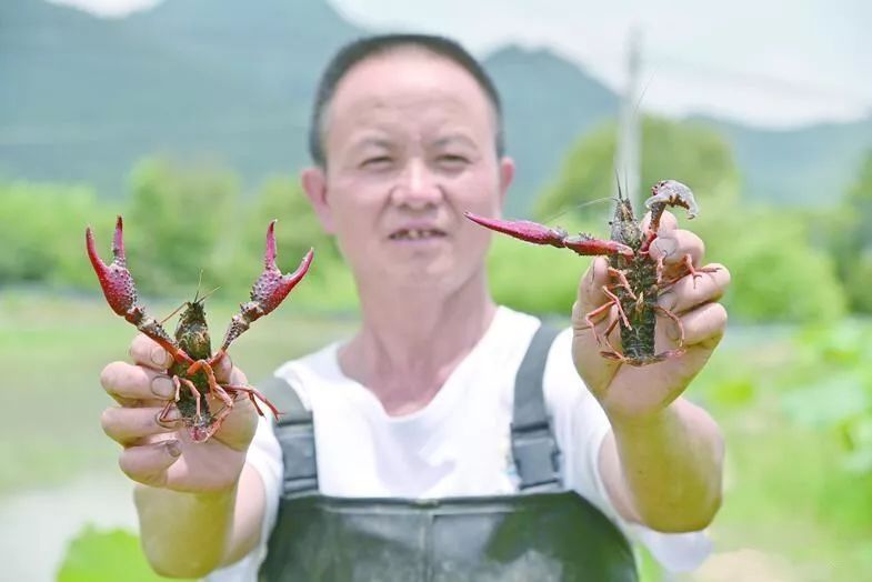 将打造贵州省小龙虾育苗基地_高峰镇