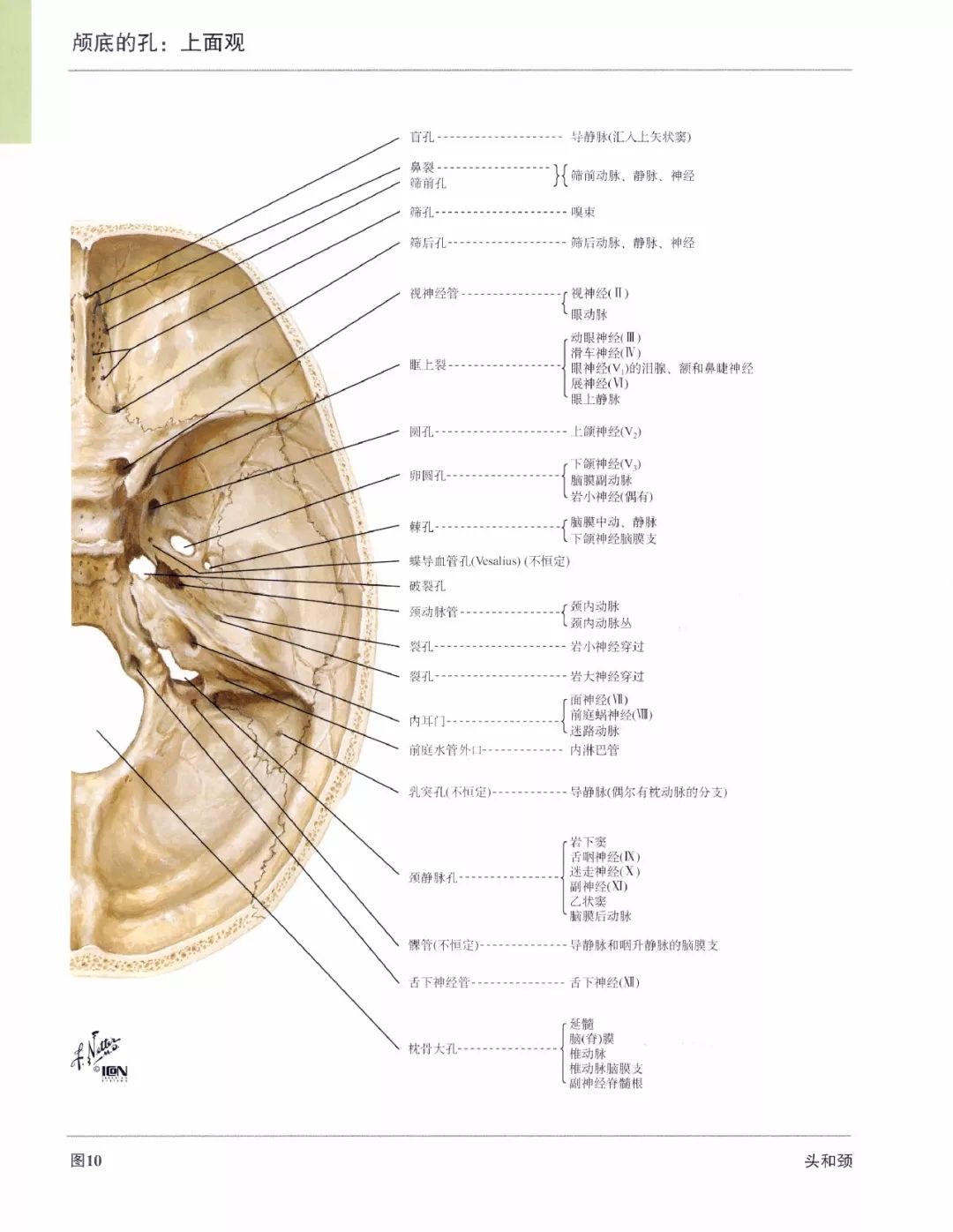 【实用】人体解剖歌诀,果断收藏