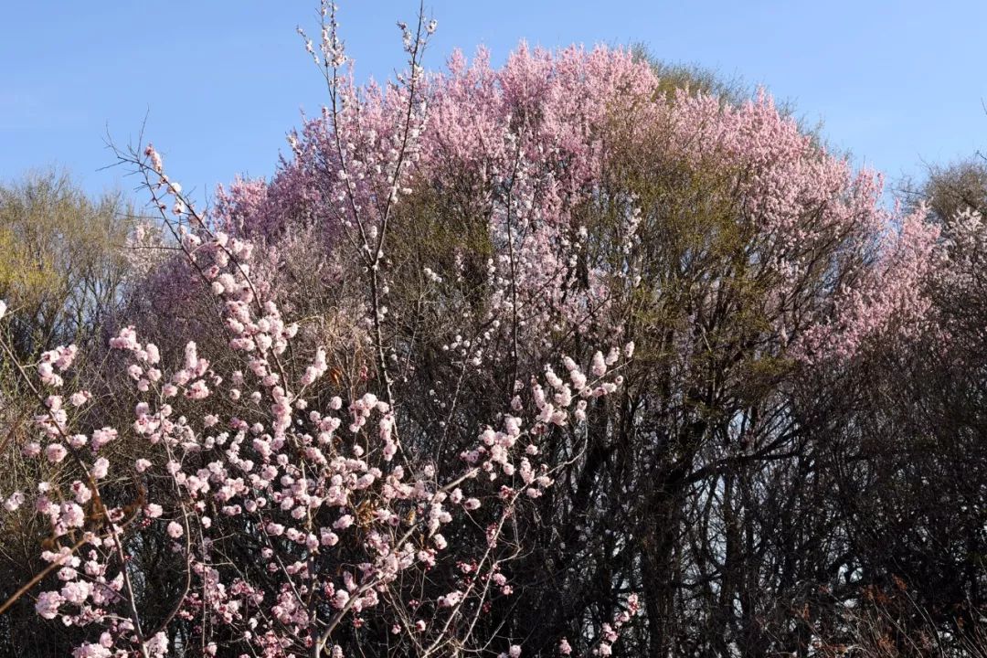 鸡西婚纱摄影_鸡西刀削面(3)