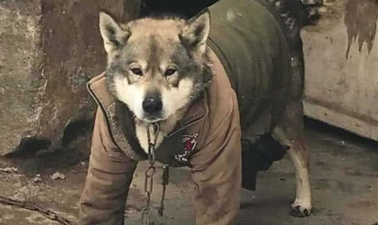 主人担心狗狗被冻坏,找来破旧衣服给它穿上,汪:脸都丢