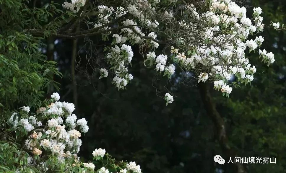 旅游| 花开光雾山,又是一年映山红!_杜鹃花