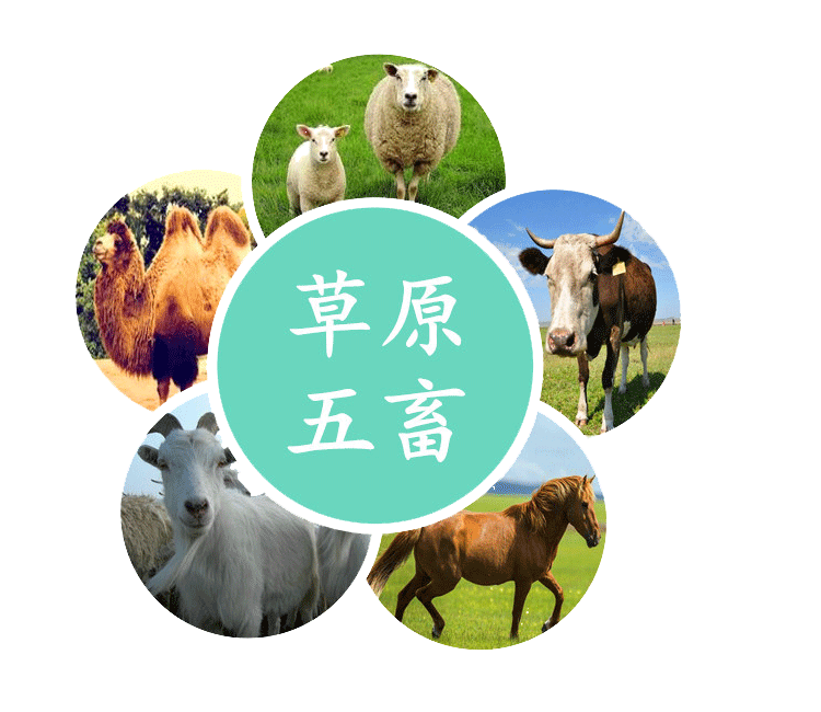 草原五畜羊为首,牛马骆驼羊,之所以为五畜,是因为里面包含了两种羊