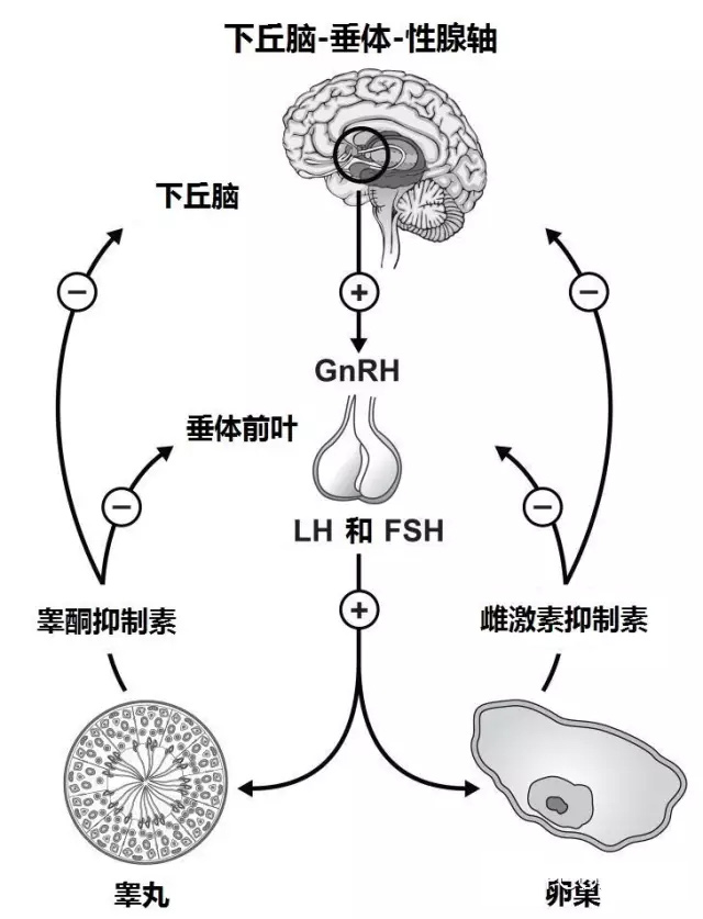 胎儿的下丘脑——垂体——肾上腺轴及压力相关行为会受到永久性影响