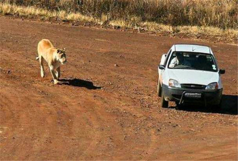 獅子看到遊客的車之後還想著攻擊上去，可到了最後居然是這結果！ 未分類 第1張