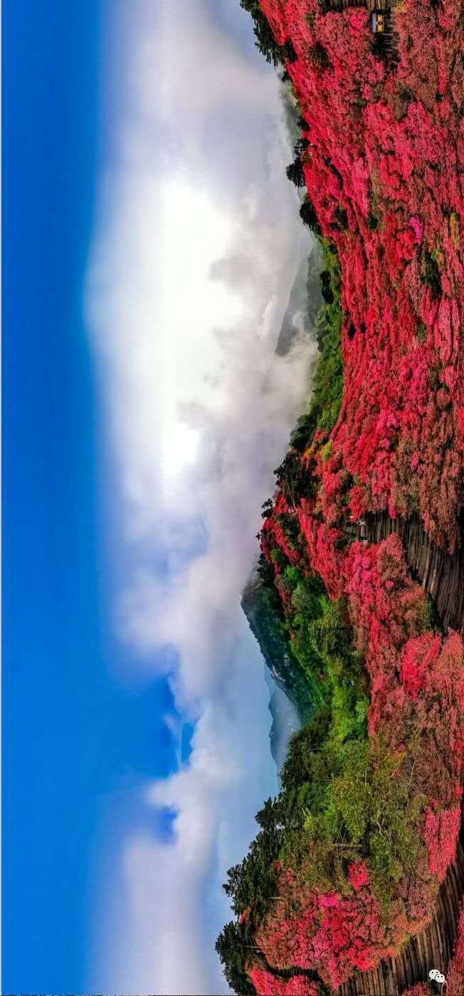 麻城杜鹃花正开今年花开别样红