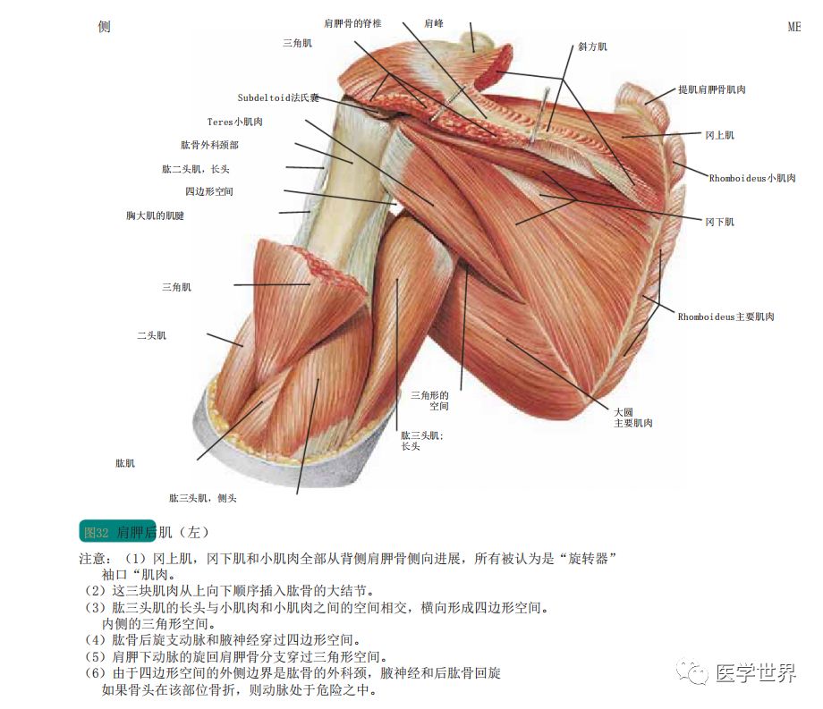 【免费领取】人体局部解剖学图谱(第六版 )【中英文版