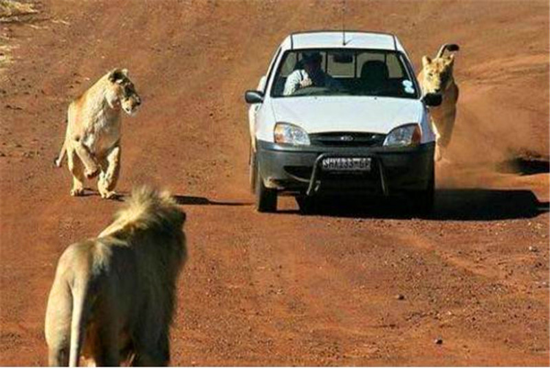 獅子看到遊客的車之後還想著攻擊上去，可到了最後居然是這結果！ 未分類 第3張