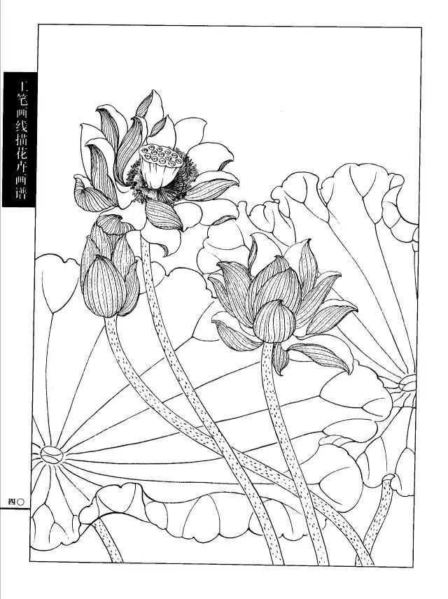 白描荷花画谱  责任编辑