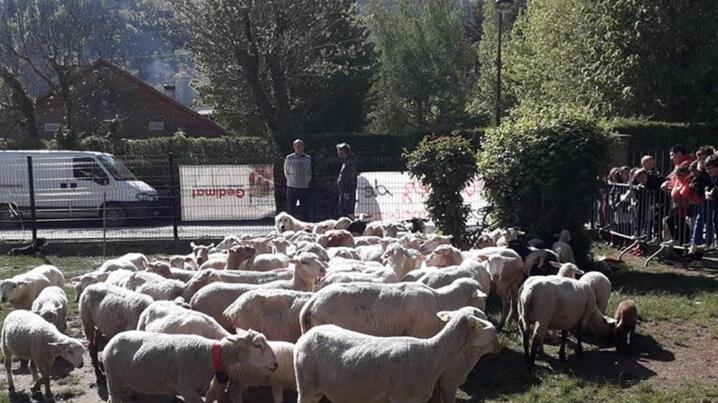 萌!在法国,有15只羊登记入学成了“小学生”
萌!在法国,有15只羊登记入学成了“小学生”