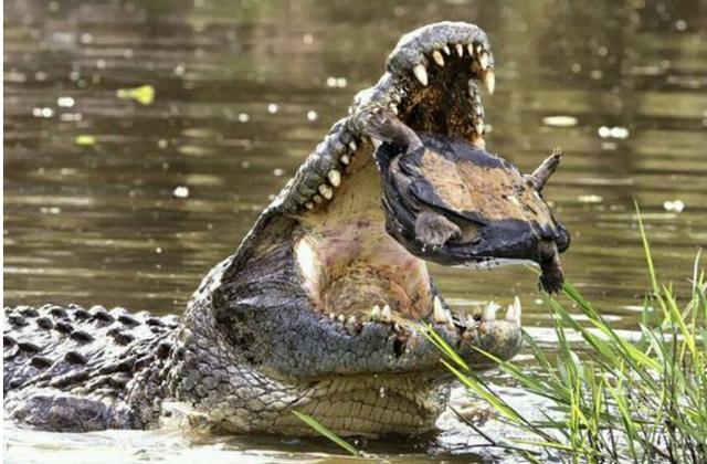 鱷魚看到一只王八之後瞬間叼在了嘴里，玩了半天結果也是悲劇了！ 寵物 第1張