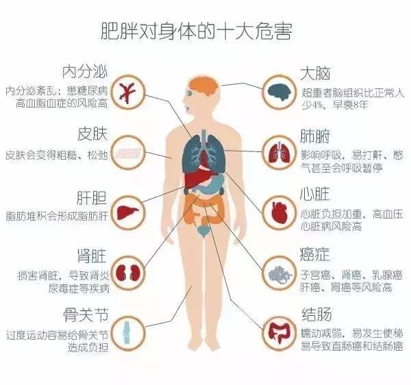 中国人口肥胖_中国肥胖人口占比(3)