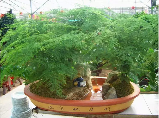 剛裝修完房子放什么花？凈化空氣的室內(nèi)植物，不是只有綠蘿！ 