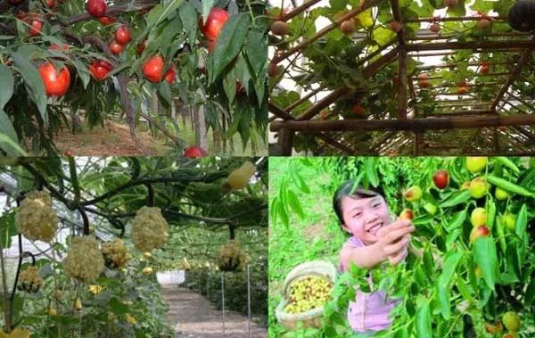 2019年林下经济_...生态扶贫 做活林下经济
