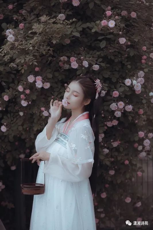 【古风摄影】蔷薇