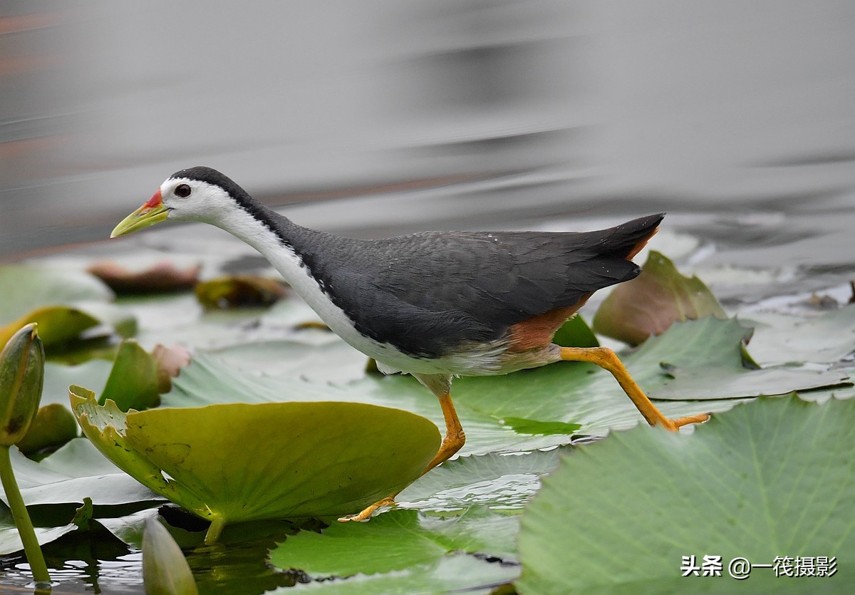 拍睡莲的时候,一只白面水鸡来抢镜