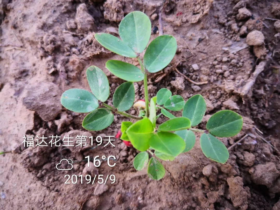 何为花生清棵蹲苗如何让花生子叶更好的沐浴阳光如何清棵