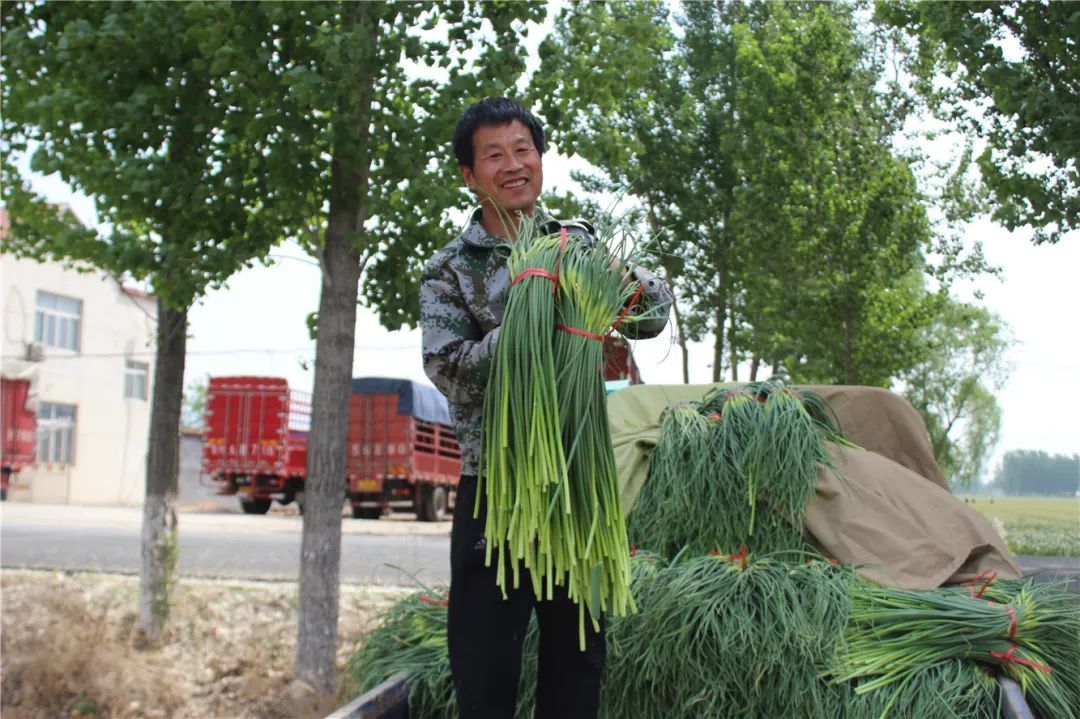 "蒜薹收获季"系列报道 七万亩蒜薹集中上市,今年丰产又丰收