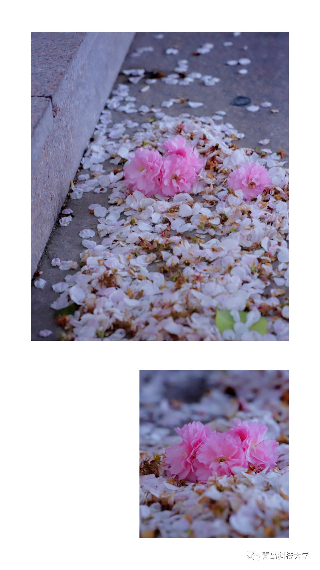 怎样形容一地花瓣落地,花瓣落满地很美的诗词,怎样形容落花时的场景_大山谷图库