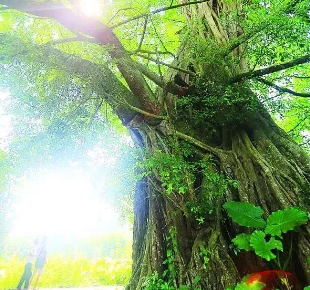 千年古榕树百年古水杉龙门这些古树名木你知道多少