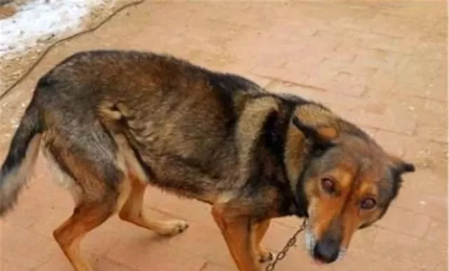 恐惧感|民间俗语“男怕孤，女怕寡，狼怕托狗怕蹲”，你理解是什么意思吗？