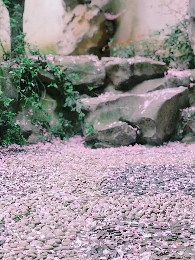 别处依,花落雨