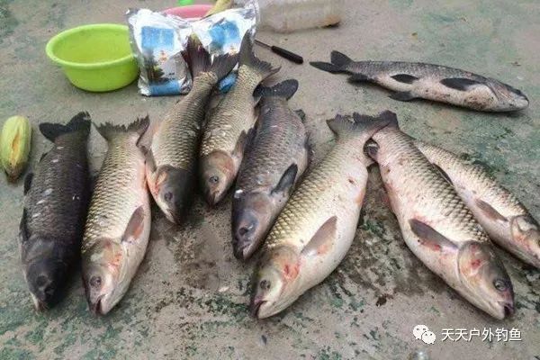 小鱼怎么吃最正确 a0c3cc981dd645728800553099ea8e0d.jpeg