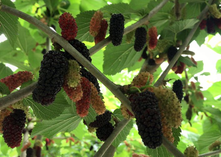 桑是什么梗 a554358146bf40e4b8e92adc6b9ebea6.jpeg