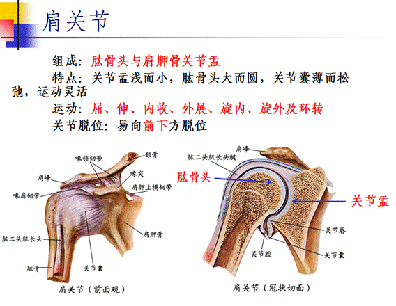 上大下小两个头,小头推着滑车走 解剖外科两个颈,骨折快往外科走 尺桡