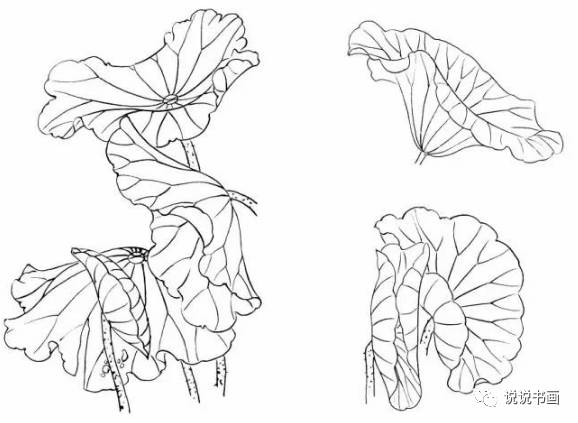 史上最全的工笔荷花的画法赶紧收藏学习吧