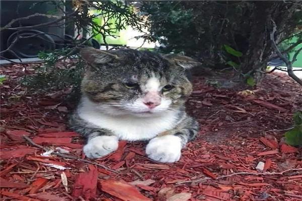 猫的名字好运 b2874bc2d0a04379bb38d1e09ef244fc.jpeg