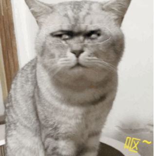 热门斗图表情包