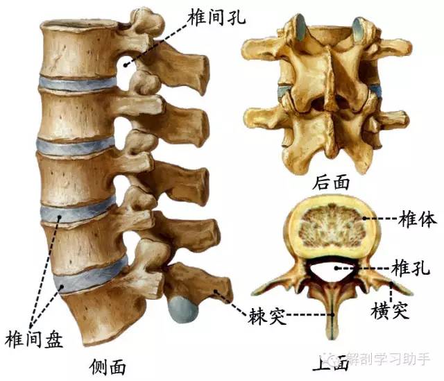 【实用】人体解剖歌诀,果断收藏