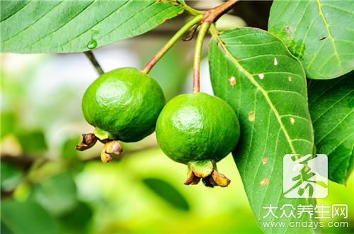番石榴怎么判断熟了_搜狐网