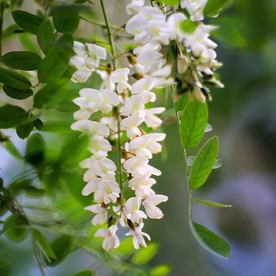 香香的槐花,故乡的味道