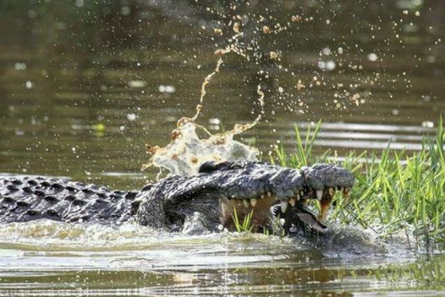 鱷魚看到一只王八之後瞬間叼在了嘴里，玩了半天結果也是悲劇了！ 寵物 第3張