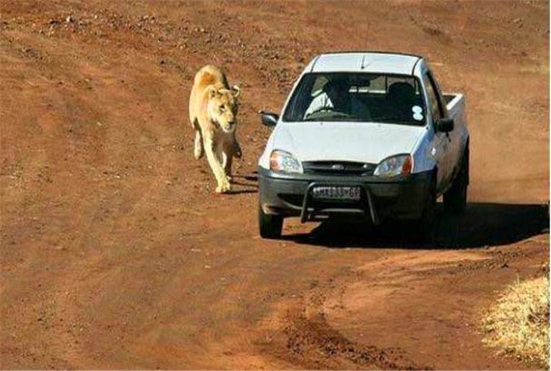 獅子看到遊客的車之後還想著攻擊上去，可到了最後居然是這結果！ 未分類 第2張