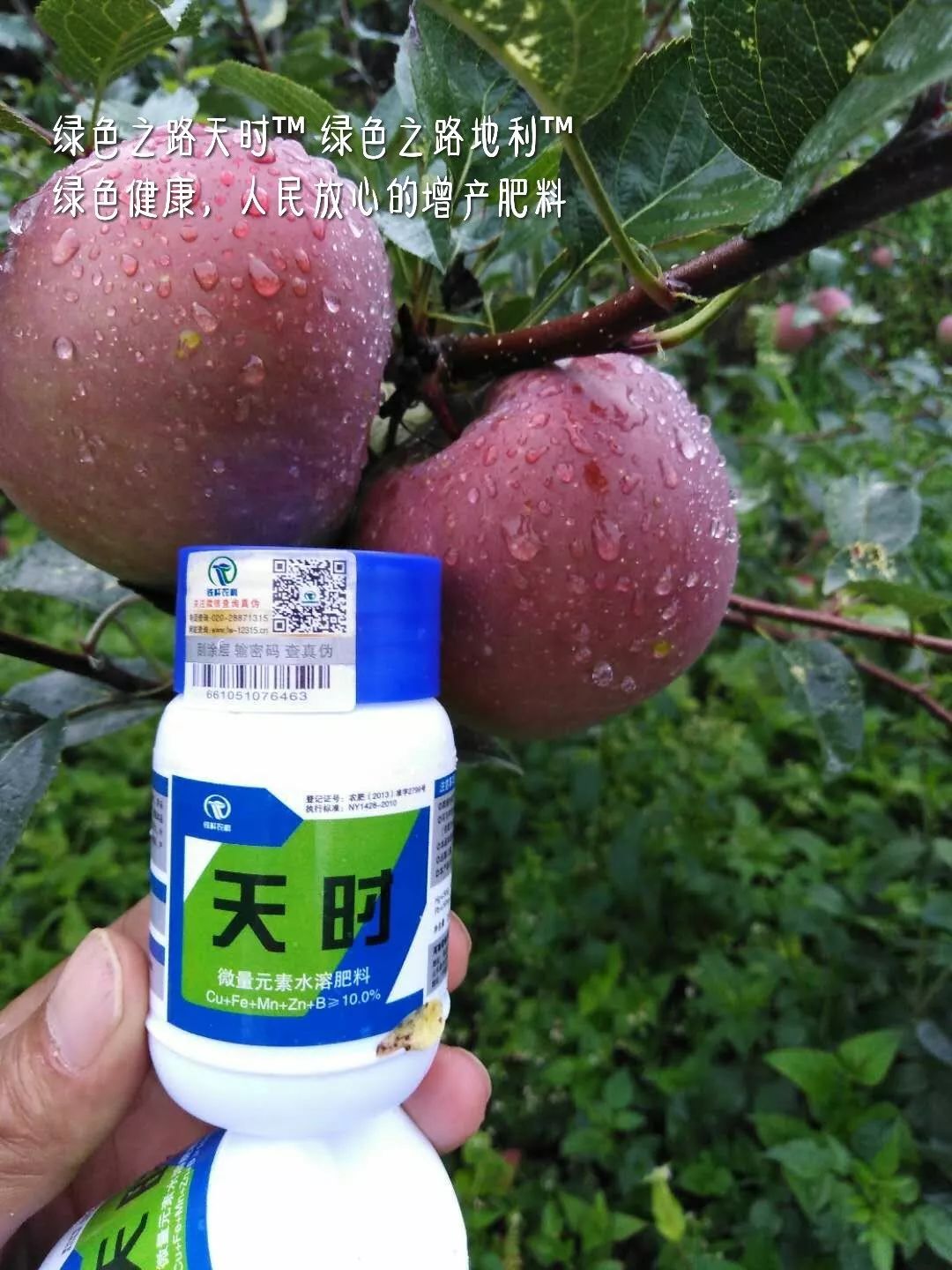 苹果树管理方法 c4e8abc6283d4327b599a5b6d7aa5cec.jpeg